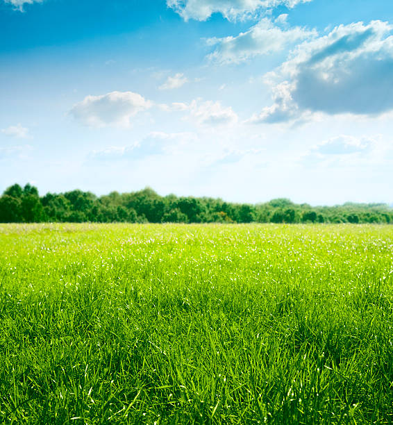 wiosna na łąka - meadow lawn grass landscape zdjęcia i obrazy z banku zdjęć