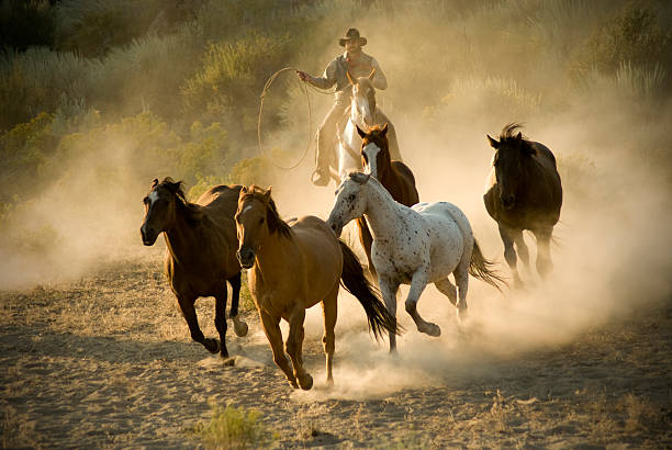 istock Cowboy Chasing Wild Horses Through Desert 108227002