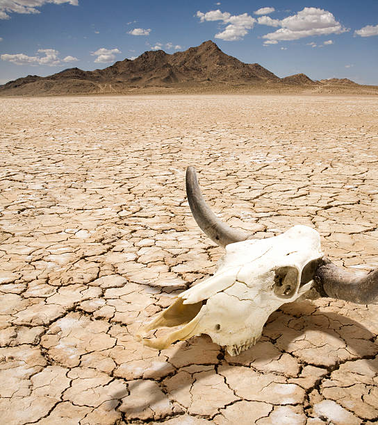 Cattle Steer Skull On Dry Desert Land Stock Photo - Download Image Now - Death Valley National Park, Desert Area, Animal Skull - iStock Cattle Steer Skull On Dry Desert Land Stock Photo - Download Image Now - Death Valley National Park, Desert Area, Animal Skull - iStock