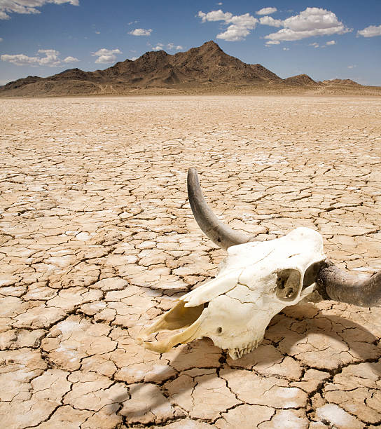 Cattle Steer Skull on Dry Desert Land  animal skull stock pictures, royalty-free photos & images