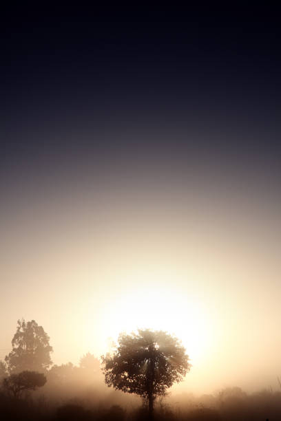 Green foliage of trees and a rolling landscape at a bright sunset in springtime, Limburg, Flanders, Belgium, May 17, 2025