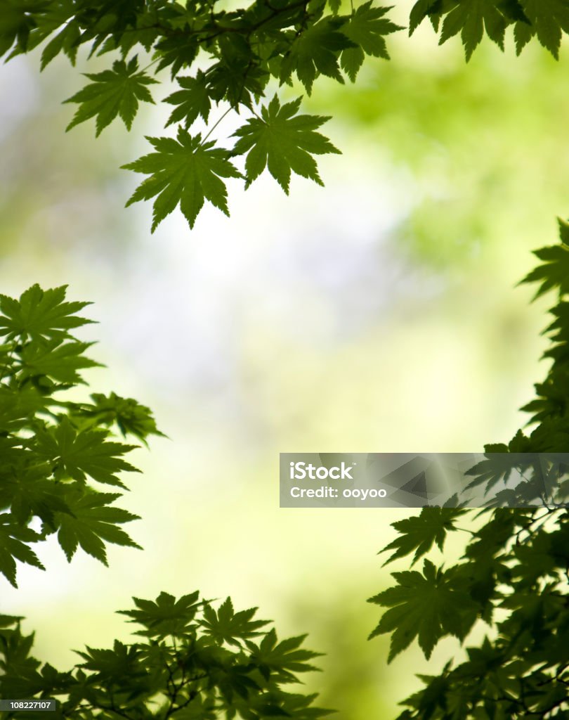 Hojas - Foto de stock de Aire libre libre de derechos