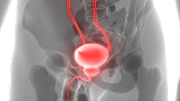 istock Human Urinary System Kidneys with Bladder Anatomy 1082275930