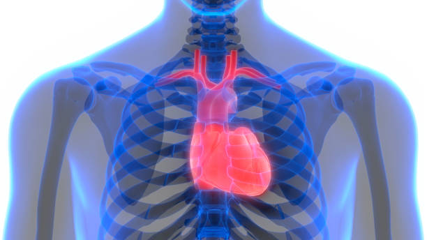 istock Human Heart Anatomy 1082275952