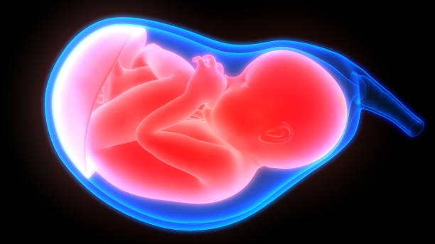 feto (bebê) na anatomia do útero - fetus - fotografias e filmes do acervo
