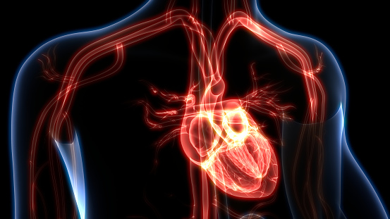 Anatomía del corazón humano photo