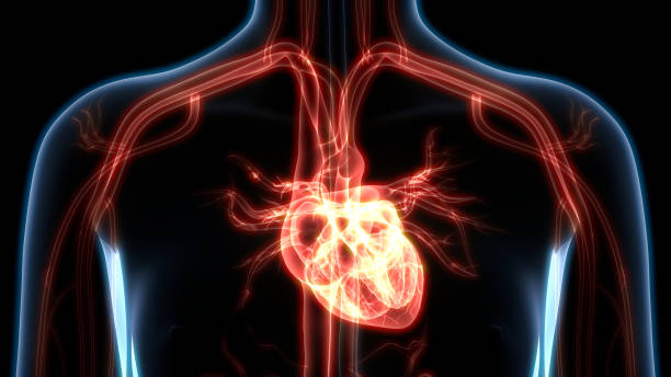 anatomia ludzkiego serca - human heart x ray image anatomy human internal organ zdjęcia i obrazy z banku zdjęć