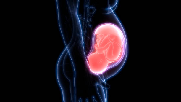 istock Fetus (Baby) in Womb Anatomy 1082276138