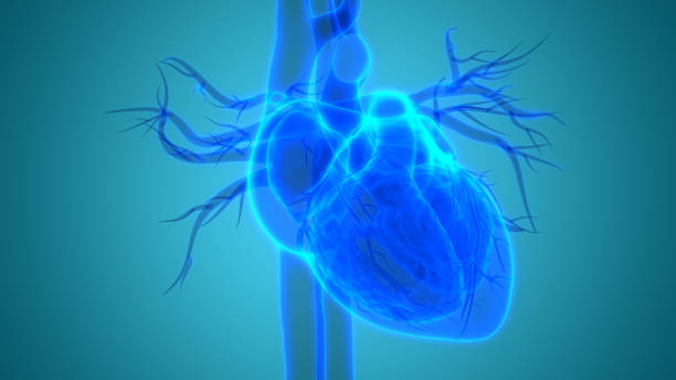 istock Human Heart Anatomy 1082276150