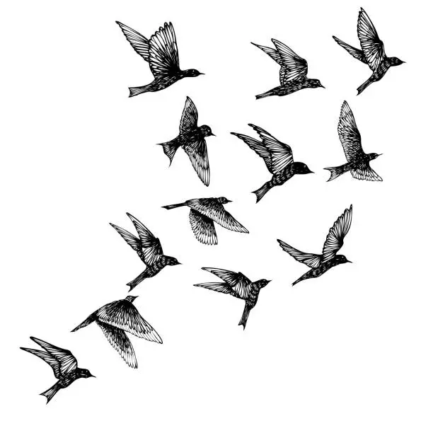 Vector illustration of Set of black hand drawn strokes birds, flock. Drawing sketch. On white background. Inspirational body flash tattoo ink.  Vector.