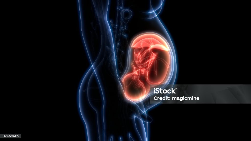 Fetus (Baby) in Womb Anatomy 3D Illustration of Fetus (Baby) in Womb Anatomy Uterus Stock Photo