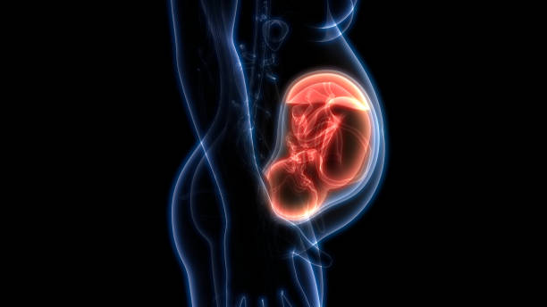 Fetus (Baby) in Womb Anatomy 3D Illustration of Fetus (Baby) in Womb Anatomy human uterus stock pictures, royalty-free photos & images