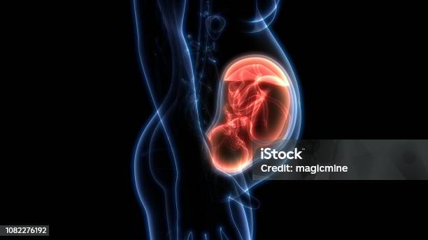 Fetus In Womb Anatomy Stock Photo - Download Image Now - Uterus, Baby - Human Age, Placenta