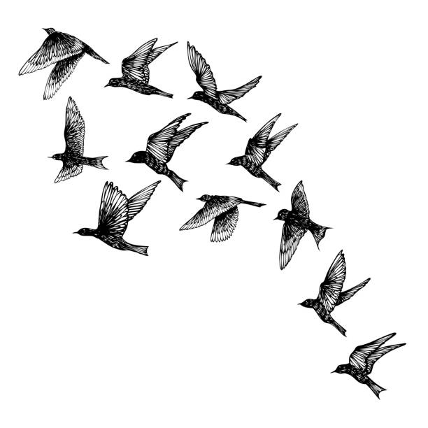 siyah elle çizilmiş vuruş kuşlar, flock kümesi. çizim kroki. beyaz arka plan üzerinde. i̇lham verici vücut flash dövme mürekkebi.  vektör. - kumru kuş illüstrasyonlar stock illustrations
