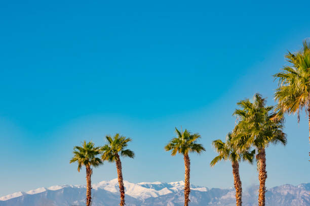 istock Palm Trees with snow capped mountain in Las Vegas winter 1082277576