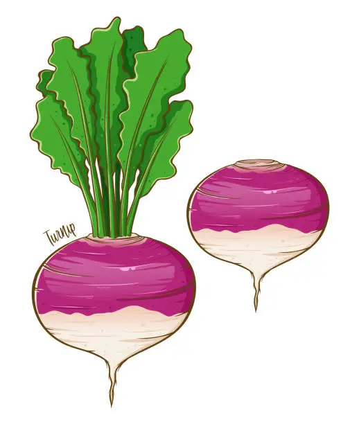 Vector illustration of Turnip Fresh Vegetable Hand Drawing