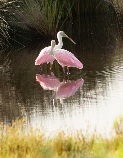 istock Wild Birds Pair Off in this Southern Marsh Swamp 1082279316