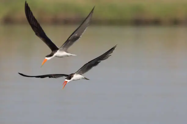 skimmer birds in flight