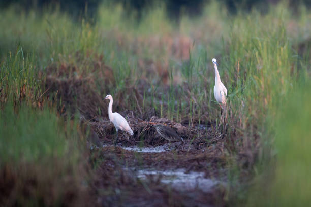 작은 백로 (백로 garzetta), 중간 백 (ardea intermedia) 및 중국 연못 헤론 (ardeola 박 카스) - freshwater bird animals in the wild feather animal leg 뉴스 사진 이미지