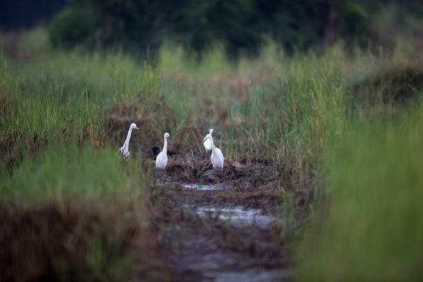 작은 백로 (백로 garzetta), 중간 백 (ardea intermedia) 및 중국 연못 헤론 (ardeola 박 카스) - freshwater bird animals in the wild feather animal leg 뉴스 사진 이미지