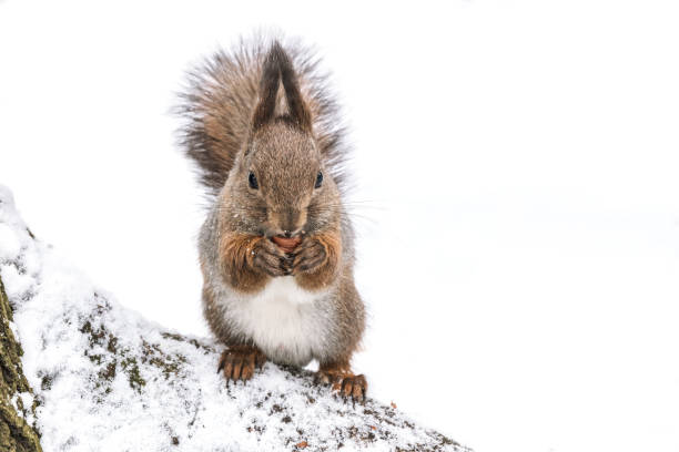 istock squirrel sitting on snowy ground in winter forest and eating nut 1082289962
