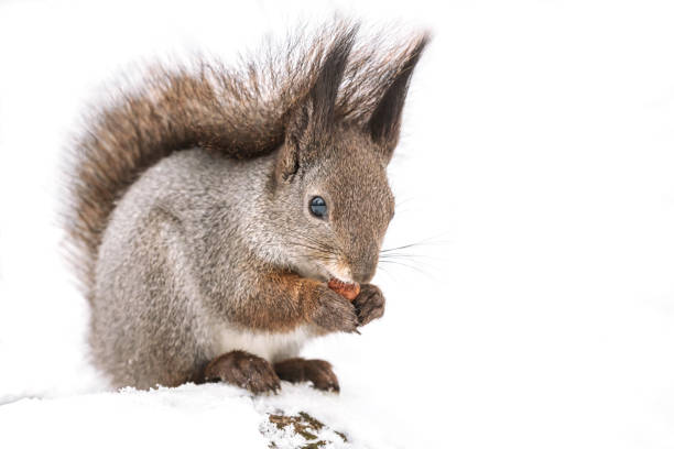 istock hungry red squirrel sitting in snow and eating nut 1082291206