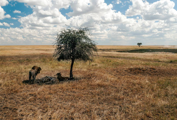 Lions in Tanzania Lions in Tanzania on a clear day safari animals lion road scenics stock pictures, royalty-free photos & images