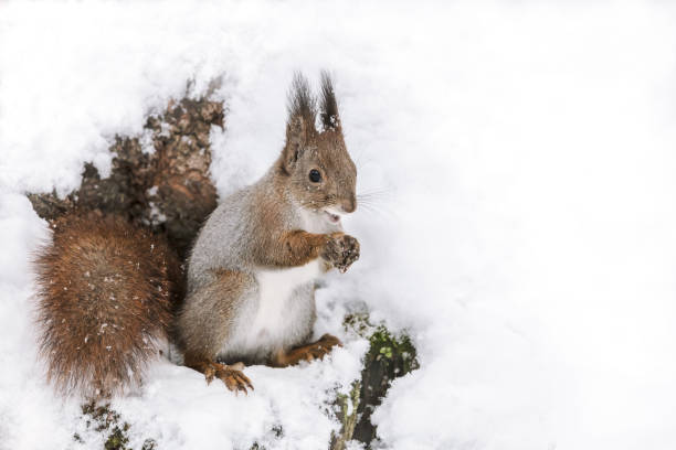 istock funny red squirrel sitting on tree trunk covered with white snow with nut in paws 1082291828
