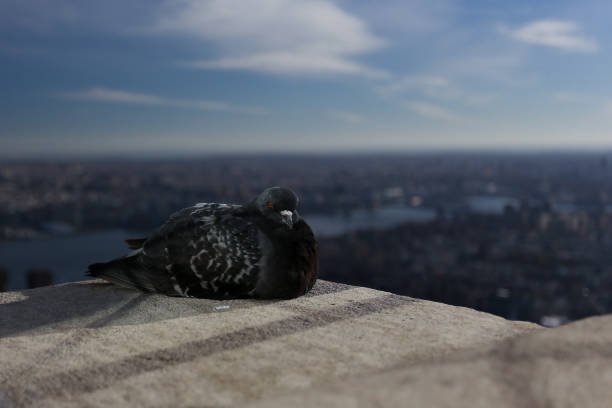 istock a dove overlooking New York from the top 1082291992