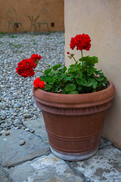 istock Clay pot with red flower. Ceramic pot of red geranium flower. 1082294912