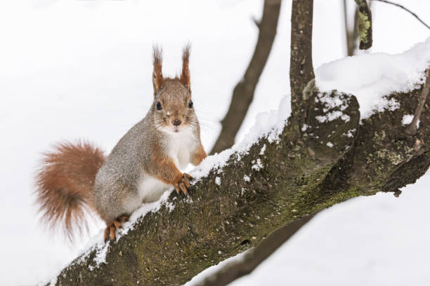 istock red squirrel sitting on tree trunk in winter park covered with white snow 1082294956