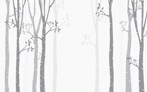 illustrations, cliparts, dessins animés et icônes de arbre bouleau fond - birch bark birch tree wood