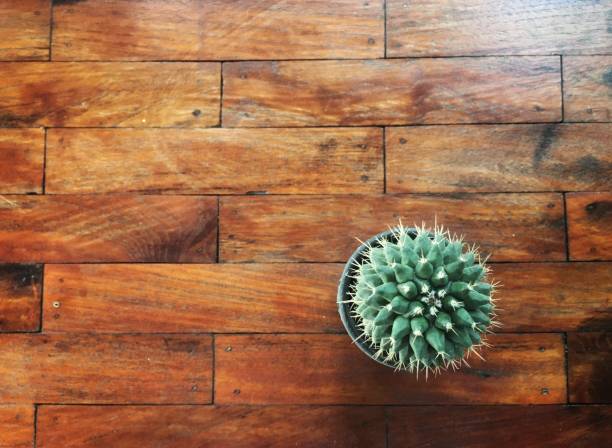 istock Green single cactus top view in plastic pot on wooden table 1082299698