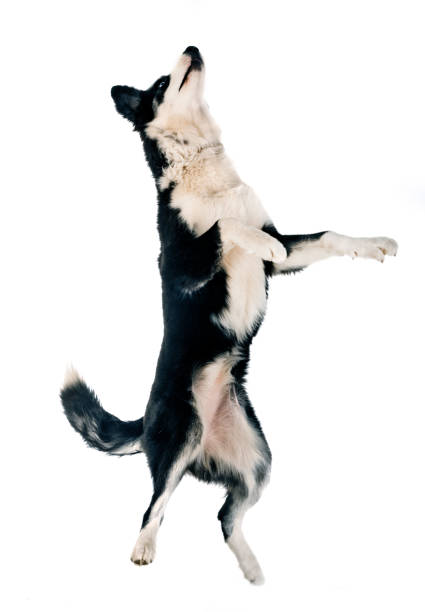 istock young Yakutian Laika 1082299848