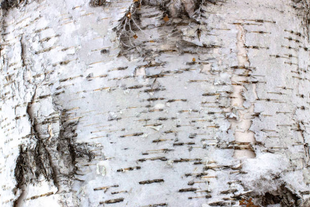 istock Natural background of birch bark with natural birch texture 1082302516