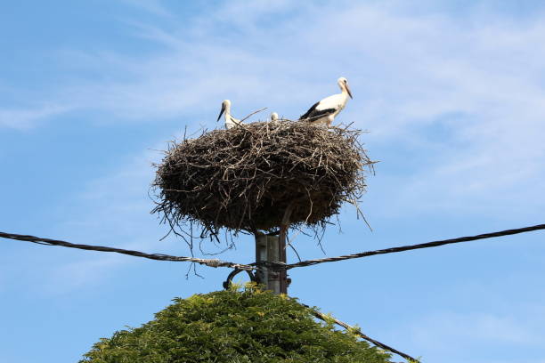 istock Large storks nest with three storks overlooking surroundings on top of concrete utility pole 1082303938