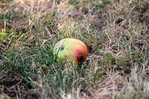 Green and red apple fallen to ground between high uncut green and dried grass in local garden on warm sunny day