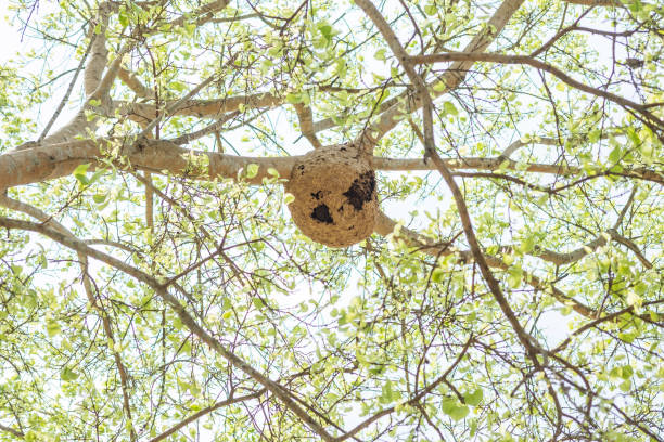 гнездо крупным планом ося на размытом фоне дерева - bee swarm of insects beehive tree стоковые фото и изображения