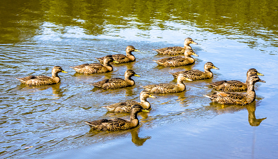 nice ducks at a lake