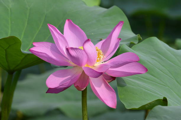 istock Blooming lotus flowers in the park 1082313218