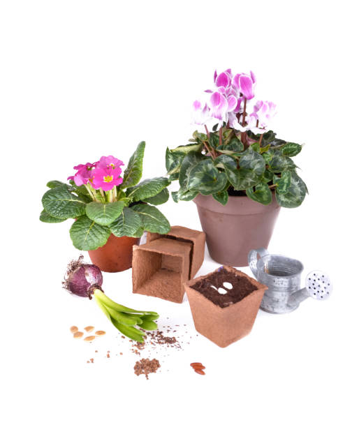 istock flowers potted and seedlings 1082316044