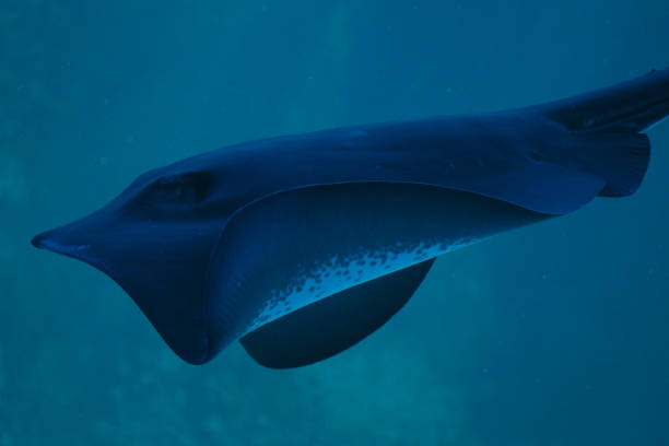 Close up of Short Tail Stingray in Cape Town