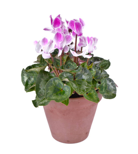 istock cyclamen in terra cotta  flowerpot 1082316160