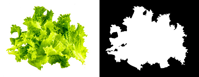 Lettuce without the black background with the clipping mask. A bunch of green lettuce leaves without a background. Isolate