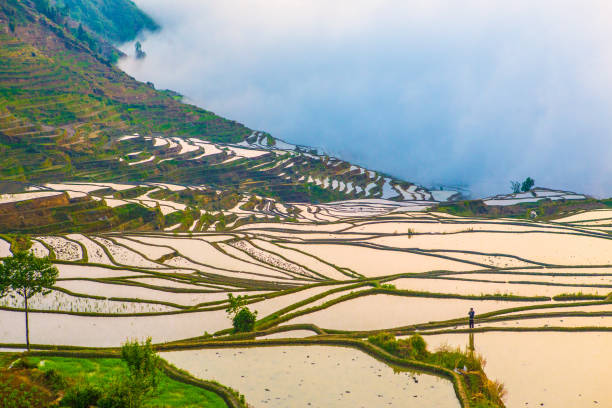 istock Yuanyang rice terrace field 1082316522