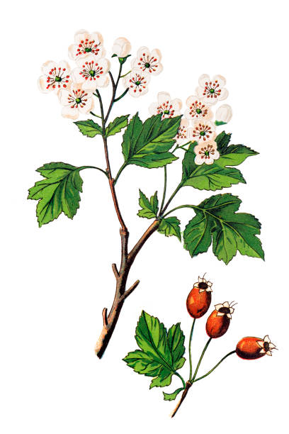 ilustraciones, imágenes clip art, dibujos animados e iconos de stock de crataegus laevigata, conocido como el espino midland, inglés espino, espino bosque mayflower - tree hawthorn isolated cut out