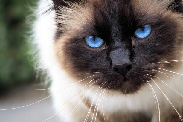 istock Cat portrait with blue eyes 1082317474