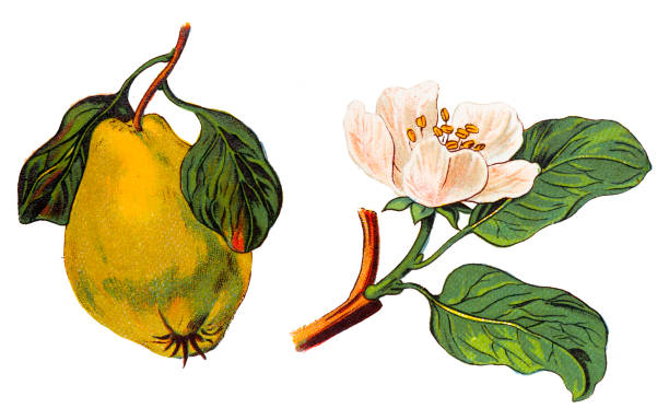 Quince ,cydonia vulgaris Illustration of a Quince ,cydonia vulgaris cydonia stock illustrations