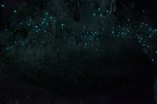 Cuevas de Waitomo Glowworm, Waikato, Nueva Zelanda photo