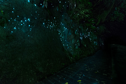 Cuevas de Waitomo Glowworm, Waikato, Nueva Zelanda photo